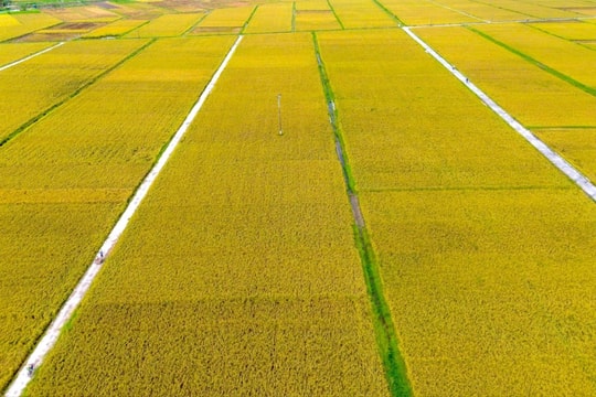 Hải Dương ban hành định mức hỗ trợ bảo vệ đất trồng lúa