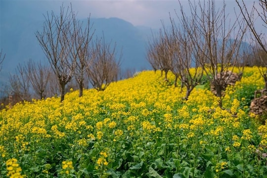 Dịu dàng tháng mười hai