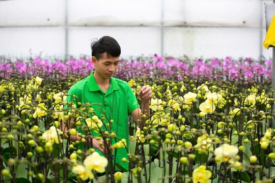 Muôn sắc hoa Hải Dương chào năm mới