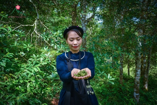 Trong rừng hồi