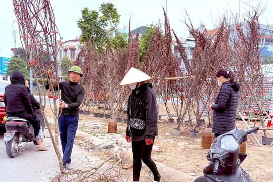 Đào miền núi đã về phố Hải Dương, người dân chơi hoa Tết sớm
