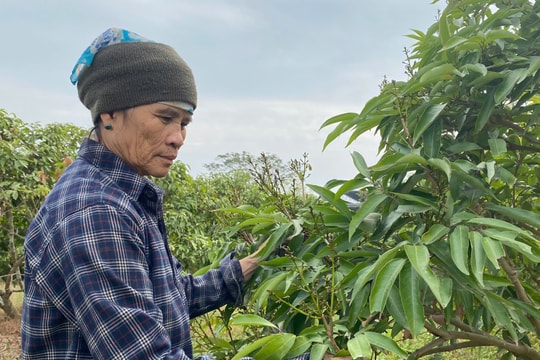 Thời tiết thuận lợi cho cây vải thiều ra hoa