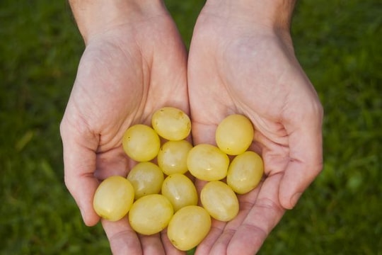 Nguồn gốc trào lưu ngồi gầm bàn ăn 12 quả nho