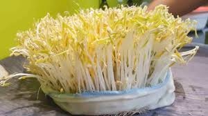 Vạ lây vì giá đỗ ngâm tẩm hóa chất