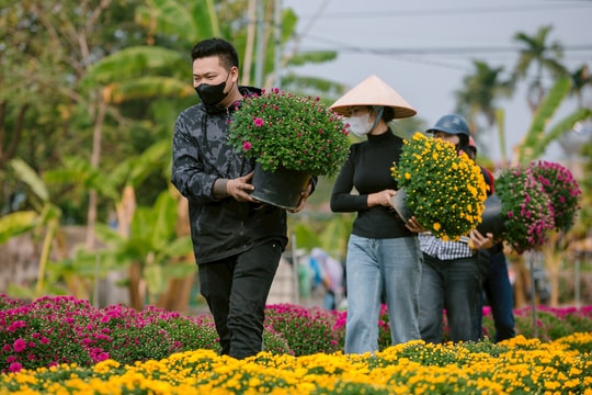 Tưng bừng sắc xuân trên cánh đồng cúc Tân Hưng