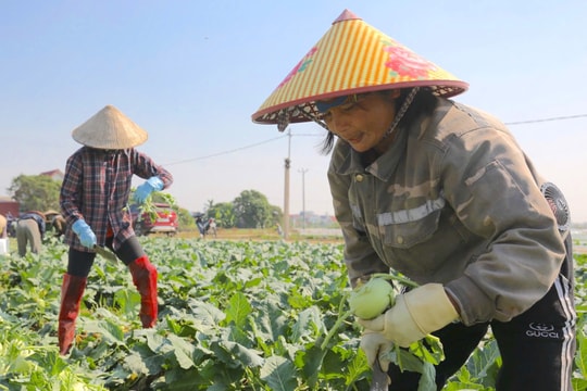 Sản lượng rau màu vụ đông ở Hải Dương dự kiến tăng trên 11.300 tấn