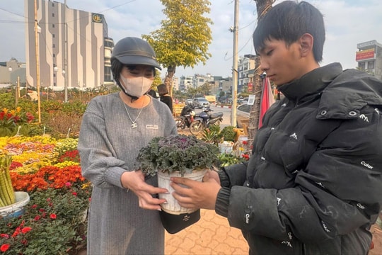 Hoa hồng cải bắp hút khách