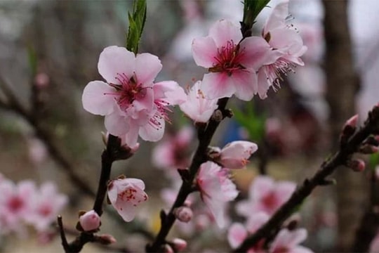 Cách kích hoa đào nở đúng Tết Nguyên đán