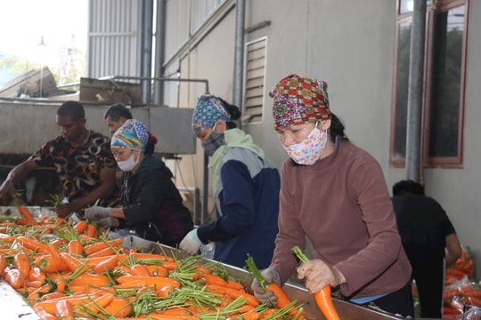 Từ 'thủ phủ cà rốt' Đức Chính, hàng trăm tấn hàng xuất ngoại mỗi ngày