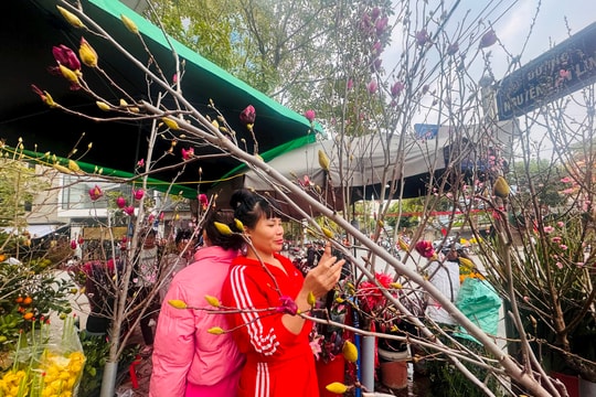 Lạ mắt với hoa mộc lan