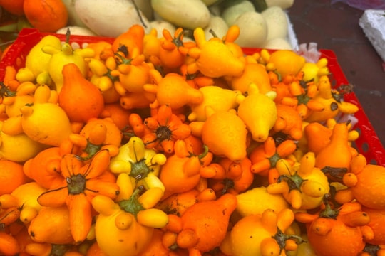 Ngỡ ngàng với loại quả quen thuộc nhưng màu sắc lạ mắt ở TP Hải Dương