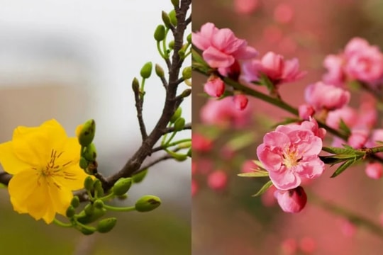 Vì sao người miền Bắc chọn hoa đào, còn người miền Nam trưng hoa mai dịp Tết?