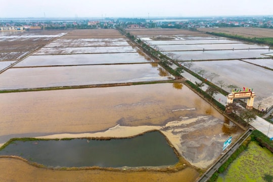 Gần 62% diện tích đất gieo cấy lúa ở Hải Dương được đổ ải trước Tết