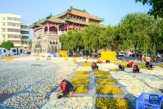 Thăm nơi 'vàng' mọc trên cây