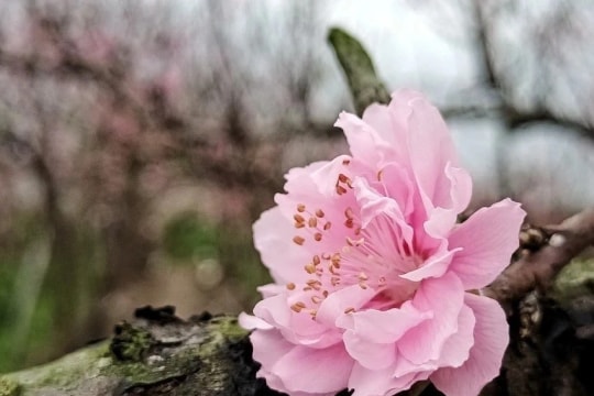 Peach blossoms brighten Vietnam's traditional Tet