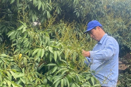 Thời tiết thuận lợi cho cây vải thiều Thanh Hà ra hoa