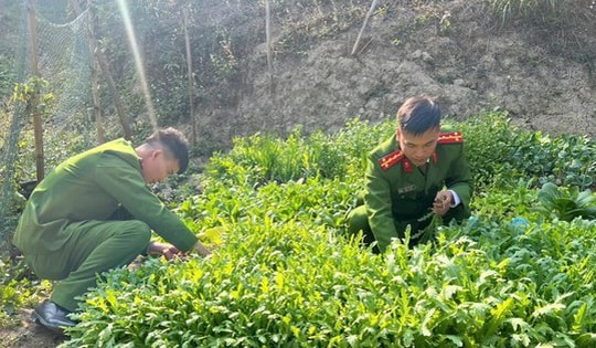 Trồng gần 2.800 cây thuốc phiện để làm rau ăn hằng ngày
