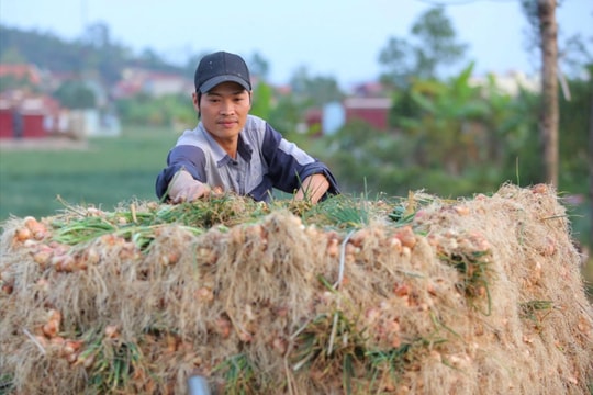 Nông dân Hải Dương hối hả xuống đồng sau Tết