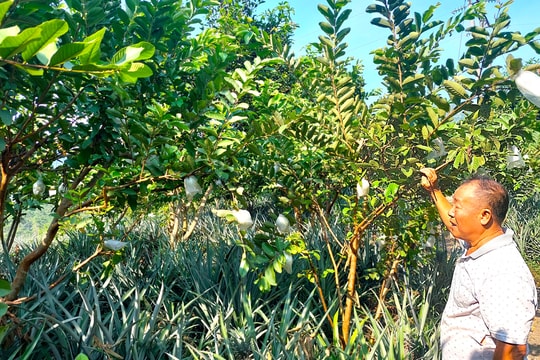 Không hết chỗ trồng cây