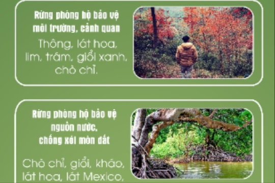 Danh mục cây lâm nghiệp ưu tiên trồng tại các khu di tích ở Hải Dương