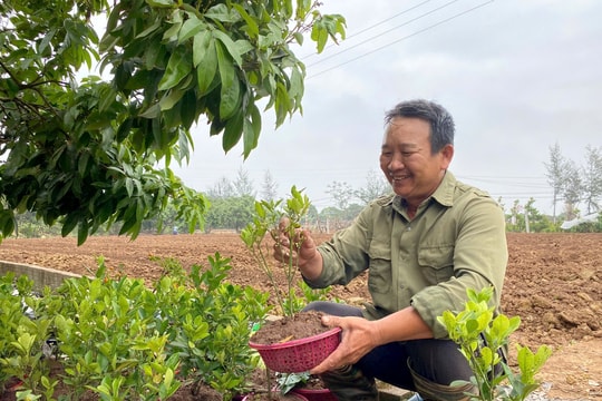 Trồng cây ở vùng cây ăn quả lớn nhất Hải Dương