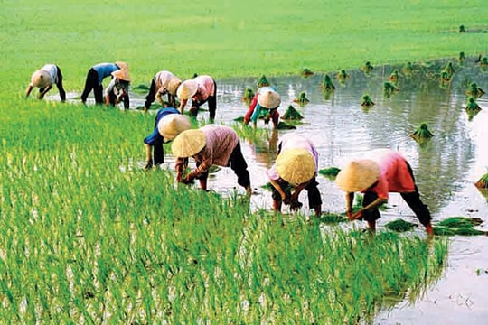 Đồng làng tháng giêng