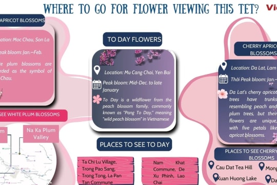 Top destinations for flower viewing during Tet holidays