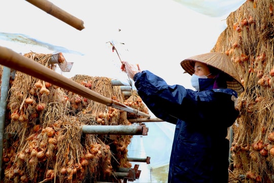 Nông dân Hải Dương tất bật bảo quản hành tỏi tránh mưa phùn, nồm ẩm