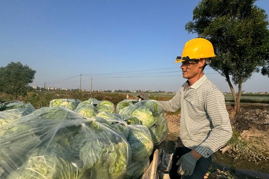 Hải Dương thực hiện 14 liên kết trong sản xuất nông nghiệp