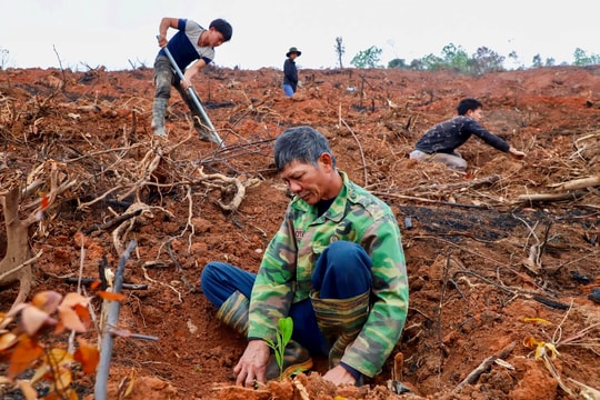 Hải Dương trồng cây phân tán nhanh, trồng rừng chậm