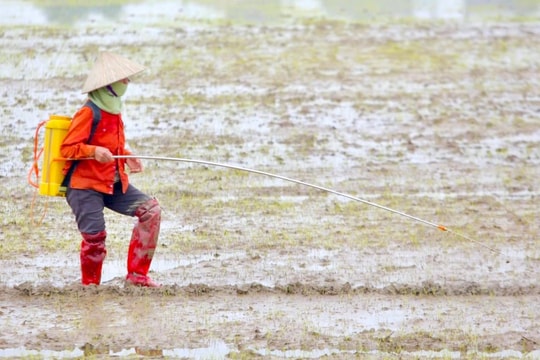 Hải Dương cơ bản hoàn thành gieo cấy lúa đông xuân