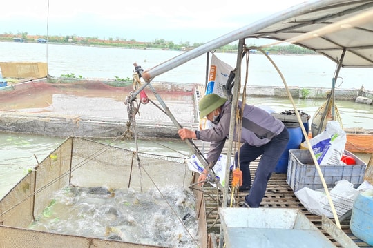 Giãn mật độ nuôi cá lồng ở những nơi đã xảy ra tình trạng cá chết