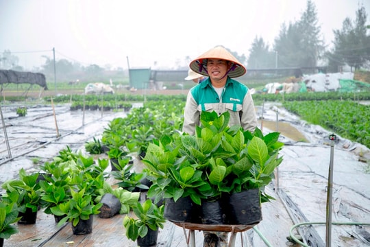 Vùng trồng hoa cẩm tú cầu lớn nhất Hải Dương vào mùa thu hoạch