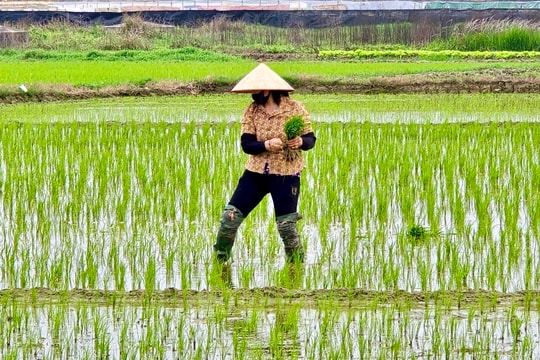 Hải Dương vượt kế hoạch gieo cấy lúa đông xuân