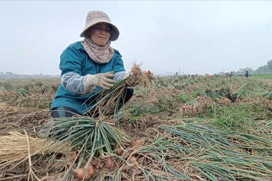 Sản lượng hành tỏi ở Kinh Môn tăng khá
