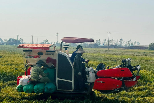 Hải Dương quy hoạch gần 9.000 ha lúa năng suất, chất lượng cao