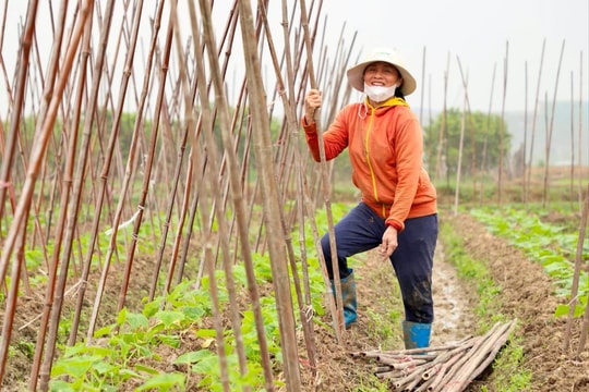 Nông dân Hải Dương đội mưa xuống đồng gieo trồng rau màu vụ xuân