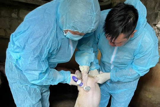 Nông dân Hải Dương yên tâm chăn nuôi với vaccine dịch tả lợn châu Phi