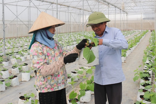 Nông dân Hải Dương hợp sức làm ăn
