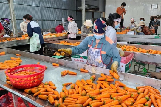 Sản lượng xuất khẩu cà rốt ở Đức Chính (Cẩm Giàng) giảm 10%