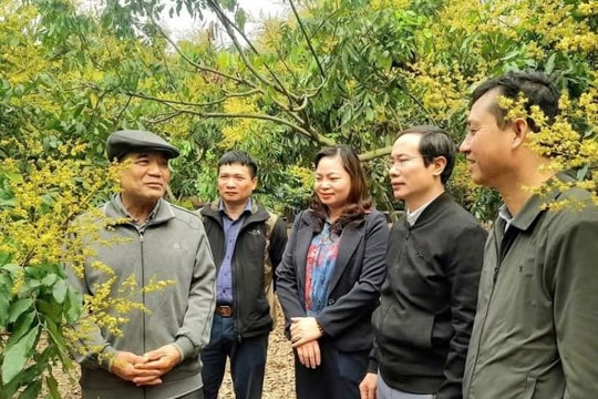Chí Linh mở rộng diện tích trồng nhãn