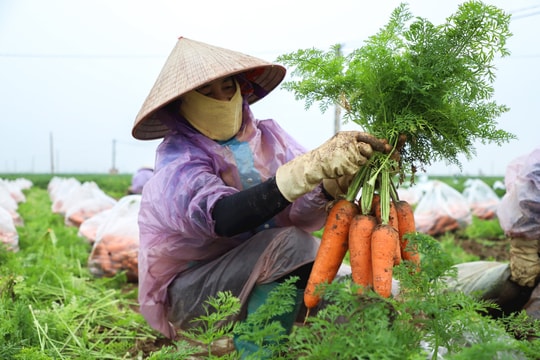 Nông dân xã Đức Chính ước thu trên 300 tỷ đồng từ cà rốt