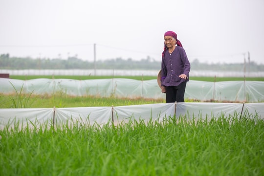 Nhớ những ‘cánh đồng 5 tấn’ thắng Mỹ