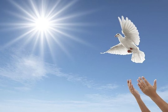 What color is peace?
