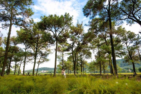 I hear the trees talking