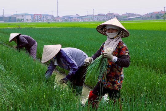 Vượt kế hoạch trồng rau màu vụ xuân, nông dân Hải Dương thu lãi 3 - 5 triệu đồng/sào
