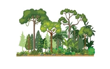 Vietnam boasts over 14.87 million hectares of forest in 2024