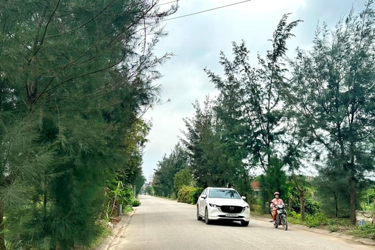 Green 'farmer trees' beautify the city