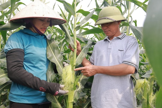 Nông dân Cẩm Giàng liên kết để sản xuất nông nghiệp hiệu quả
