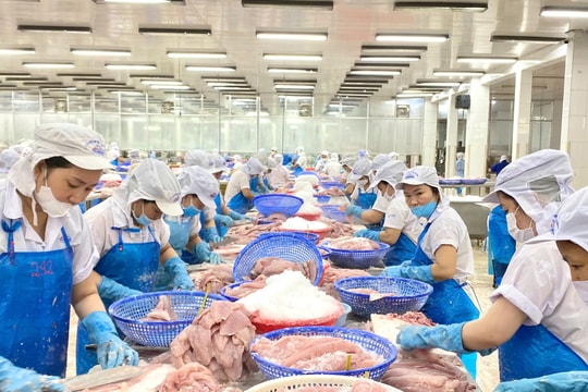 Xuất khẩu cá tra Việt Nam tăng mạnh, nhiều nhất sang Mỹ và Trung Quốc